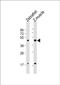 ATF4 antibody, PA5-72620, Invitrogen Antibodies, Western Blot image 
