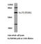 X-Ray Repair Cross Complementing 6 antibody, LS-C176375, Lifespan Biosciences, Western Blot image 