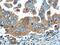 Optineurin antibody, 60293-1-Ig, Proteintech Group, Immunohistochemistry frozen image 