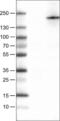 Phospholipase A2 Receptor 1 antibody, NBP2-52934, Novus Biologicals, Western Blot image 