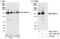 MYB Binding Protein 1a antibody, A301-328A, Bethyl Labs, Western Blot image 