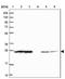 Protein LOC644249 antibody, NBP2-48999, Novus Biologicals, Western Blot image 