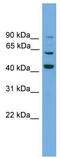 LRG antibody, TA329630, Origene, Western Blot image 