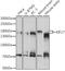Kinesin-like protein KIF17 antibody, 16-658, ProSci, Western Blot image 