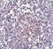 Cell death regulator Aven antibody, NBP1-76771, Novus Biologicals, Immunohistochemistry frozen image 