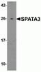 Spermatogenesis Associated 3 antibody, NBP2-81816, Novus Biologicals, Western Blot image 