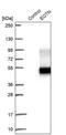 Equatorin antibody, PA5-53312, Invitrogen Antibodies, Western Blot image 