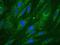 Dicarbonyl And L-Xylulose Reductase antibody, A21996, Invitrogen Antibodies, Immunofluorescence image 