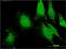 FGF1 Intracellular Binding Protein antibody, H00009158-M01, Novus Biologicals, Immunofluorescence image 