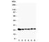 PRDX2 antibody, R30932, NSJ Bioreagents, Western Blot image 
