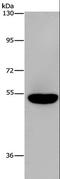 Aryl hydrocarbon receptor repressor antibody, LS-C406207, Lifespan Biosciences, Western Blot image 
