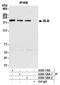 BLM RecQ Like Helicase antibody, A300-120A, Bethyl Labs, Immunoprecipitation image 