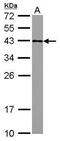 Glucose-Fructose Oxidoreductase Domain Containing 2 antibody, PA5-31269, Invitrogen Antibodies, Western Blot image 