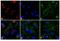 Rabbit IgG antibody, T-2769, Invitrogen Antibodies, Immunofluorescence image 