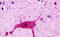 Histamine Receptor H3 antibody, MBS243027, MyBioSource, Immunohistochemistry frozen image 