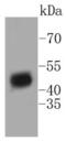 Histone Deacetylase 3 antibody, NBP2-67592, Novus Biologicals, Western Blot image 