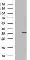 HORMA Domain Containing 2 antibody, M11781, Boster Biological Technology, Western Blot image 