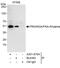 PKR2 antibody, A301-670A, Bethyl Labs, Immunoprecipitation image 