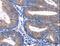 Pleckstrin Homology Domain Containing O1 antibody, MBS2518468, MyBioSource, Immunohistochemistry frozen image 