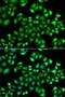 MAPK Activated Protein Kinase 3 antibody, orb373642, Biorbyt, Immunocytochemistry image 