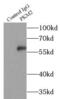 Pyruvate Kinase M1/2 antibody, FNab06496, FineTest, Immunoprecipitation image 