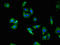 5-Hydroxytryptamine Receptor 3A antibody, LS-C499085, Lifespan Biosciences, Immunofluorescence image 