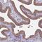Nephrocystin-1 antibody, HPA046093, Atlas Antibodies, Immunohistochemistry frozen image 