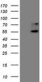 Upstream-binding protein 1 antibody, TA808808, Origene, Western Blot image 