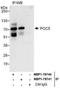 POC5 Centriolar Protein antibody, NBP1-78741, Novus Biologicals, Western Blot image 