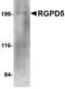 RANBP2 Like And GRIP Domain Containing 6 antibody, TA306566, Origene, Western Blot image 