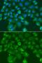 Cystatin SN antibody, orb373426, Biorbyt, Immunofluorescence image 