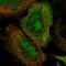 Bromodomain Containing 7 antibody, HPA042389, Atlas Antibodies, Immunofluorescence image 
