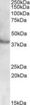 43 kDa receptor-associated protein of the synapse antibody, LS-C108126, Lifespan Biosciences, Western Blot image 