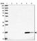 Retinol Binding Protein 5 antibody, HPA038723, Atlas Antibodies, Western Blot image 