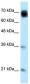 Glomulin, FKBP Associated Protein antibody, TA340231, Origene, Western Blot image 