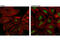 ATF4 antibody, 11815S, Cell Signaling Technology, Immunofluorescence image 