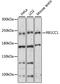 RB1 Inducible Coiled-Coil 1 antibody, LS-C749674, Lifespan Biosciences, Western Blot image 