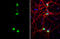 Homeobox protein cut-like 1 antibody, GTX114351, GeneTex, Immunofluorescence image 
