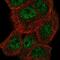 Maestro Heat Like Repeat Family Member 6 antibody, NBP2-49541, Novus Biologicals, Immunocytochemistry image 