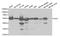 Rho GDP-dissociation inhibitor 1 antibody, TA332701, Origene, Western Blot image 