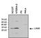 Lin-28 Homolog A antibody, NBP2-22481, Novus Biologicals, Western Blot image 