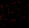 BCL10 Immune Signaling Adaptor antibody, A01616, Boster Biological Technology, Immunofluorescence image 