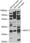 NK2 Homeobox 5 antibody, 19-777, ProSci, Western Blot image 