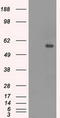 Beta-Ala-His dipeptidase antibody, LS-C114551, Lifespan Biosciences, Western Blot image 