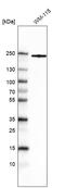 ITG antibody, AMAb91460, Atlas Antibodies, Western Blot image 