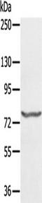 MX Dynamin Like GTPase 1 antibody, TA350077, Origene, Western Blot image 
