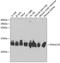 DnaJ Heat Shock Protein Family (Hsp40) Member C19 antibody, 19-537, ProSci, Western Blot image 