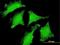 Dead end protein homolog 1 antibody, MA5-23282, Invitrogen Antibodies, Immunofluorescence image 