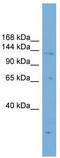 PR/SET Domain 16 antibody, TA331779, Origene, Western Blot image 