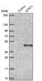 Queuine TRNA-Ribosyltransferase Catalytic Subunit 1 antibody, NBP2-47317, Novus Biologicals, Western Blot image 